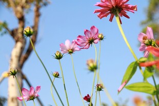 蓝天下的格桑花