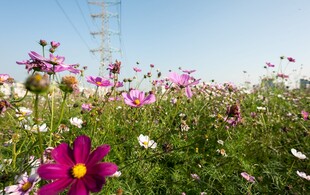 晴空下的格桑花花海