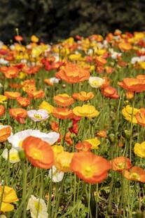 格桑花