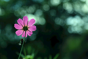 格桑花