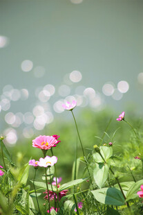格桑花