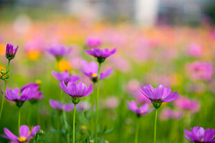 格桑花