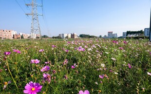 格桑花