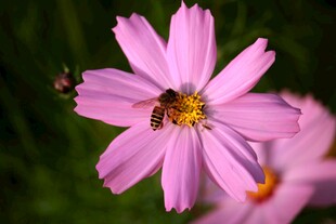 蜜蜂采蜜粉色波斯菊