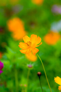 格桑花