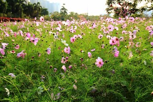 郊野粉色花田盛景