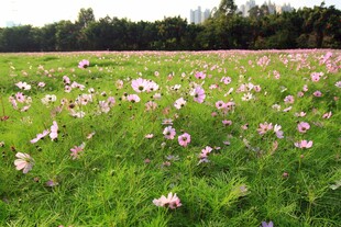 格桑花