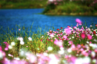 格桑花