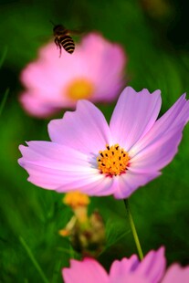 粉色格桑花与蜜蜂