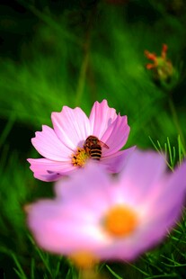 蜜蜂花间采蜜