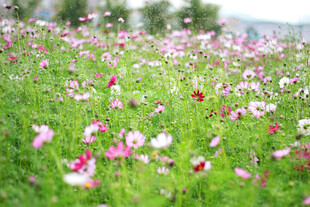 唯美格桑花花海