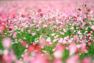 格桑花