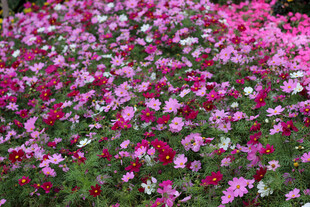 格桑花