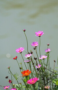 格桑花