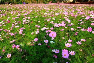 春日郊野粉色花田