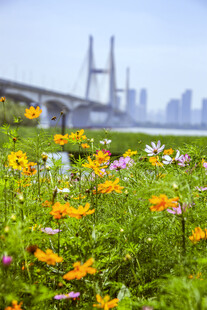 格桑花