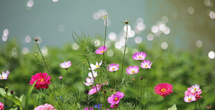格桑花