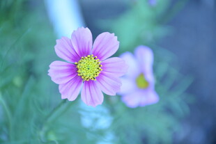 格桑花