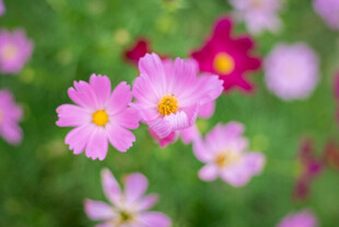 柔焦粉色小雏菊