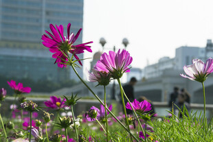 城市背景下的格桑花