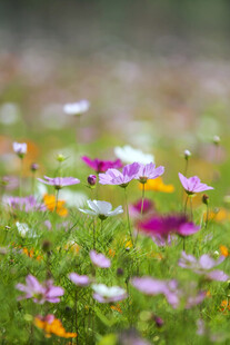 格桑花