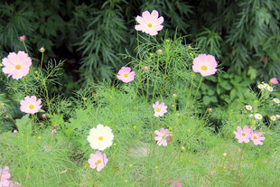 郊野盛开的格桑花