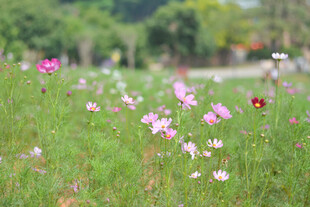 春日郊野格桑花花海
