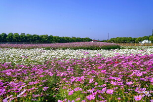 格桑花