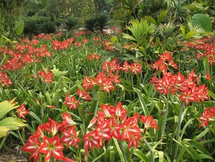 野外连片红色花丛