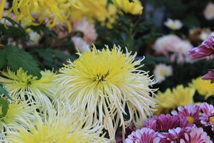 丝状菊花