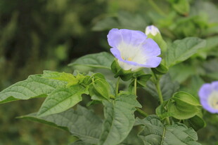 淡紫野花