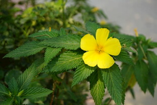 黄色小花