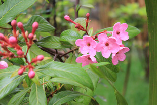 粉色小花