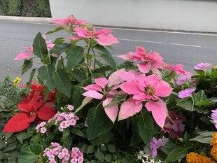 一品红