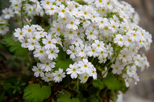 小白花