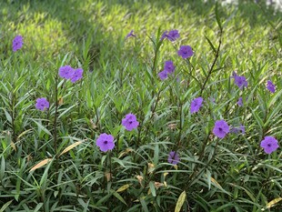 翠芦莉