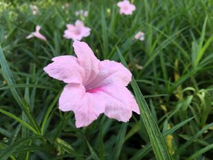 翠芦莉