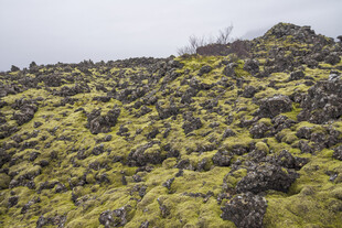 山野苔藓草坡自然景观