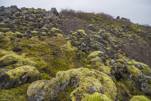 苔藓覆石郊野自然景观