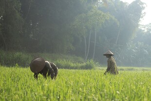 清晨乡野牧牛场景