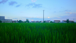 郊野农田远景风光