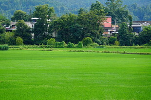 郊野乡村田园风光