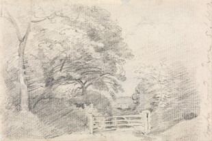 素描郊野老树栅栏风景