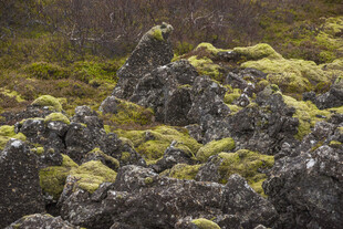 苔藓覆盖的火山岩地貌