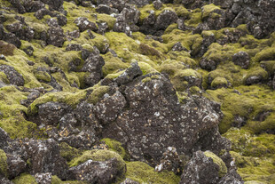 覆满苔藓的火山岩