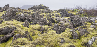苔岩旷野自然风光