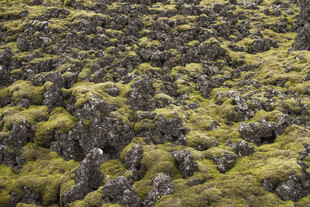 苔藓覆盖的火山岩地貌