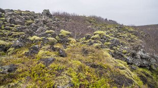 荒野苔藓岩坡景观