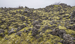 苔藓覆盖的山野坡地