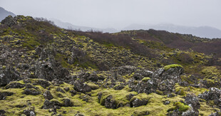荒野山地苔藓自然景观